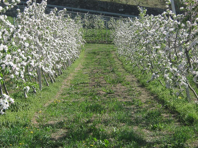 Immagine di Azienda agricola la Brenva a La Giradaz, Valle d'Aosta