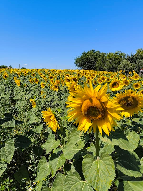Immagine di Azienda Agricola " Pilla Massimo " a Termoli, Molise
