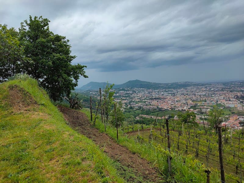 Immagine di Azienda Agricola Quaranta a Napoli, Campania