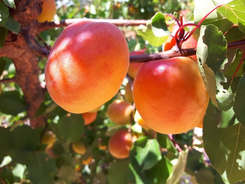 Immagine di Azienda Agricola De Lucia a Bari, Puglia