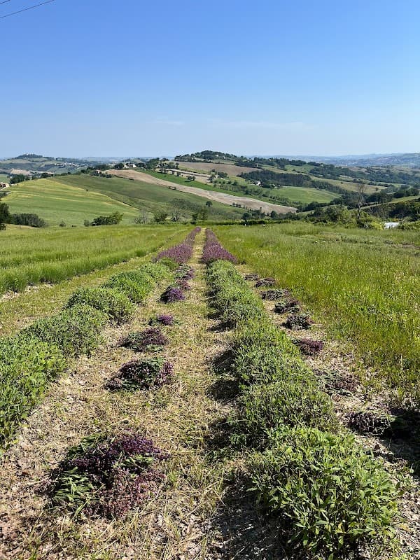 Immagine di Il Giardino dei Semplici a Arcevia, Marche