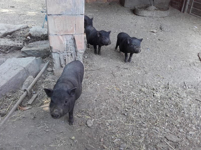 Immagine di Agriturismo Cascina Felice a Bareggio, Lombardia