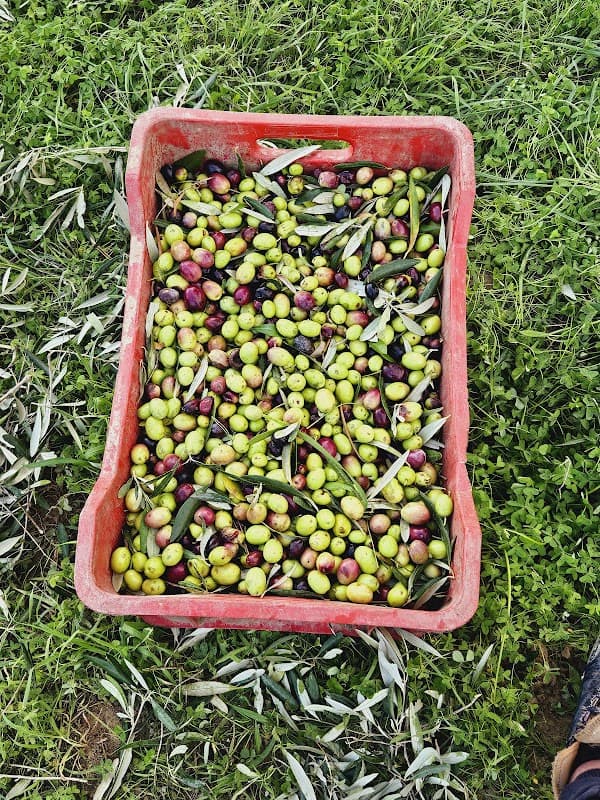 Immagine di Azienda agricola Vaccaro Edda a Umbriatico, Calabria