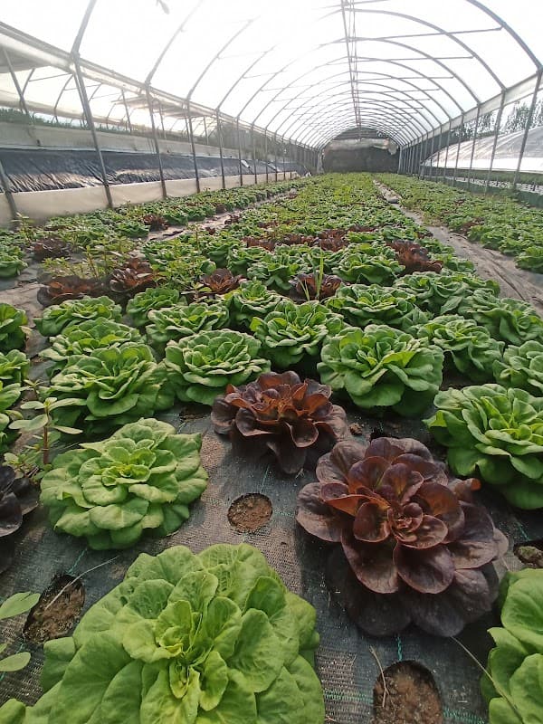 Immagine di Azienda Agricola Prinetto a Moncalieri, Piemonte