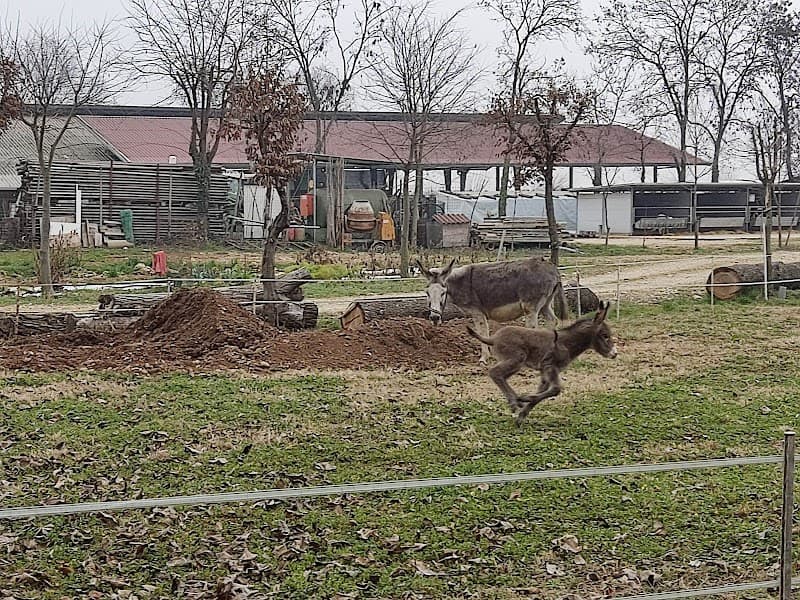 Immagine di soligo azienda agricola San Giuseppe a Venegazzù, Veneto
