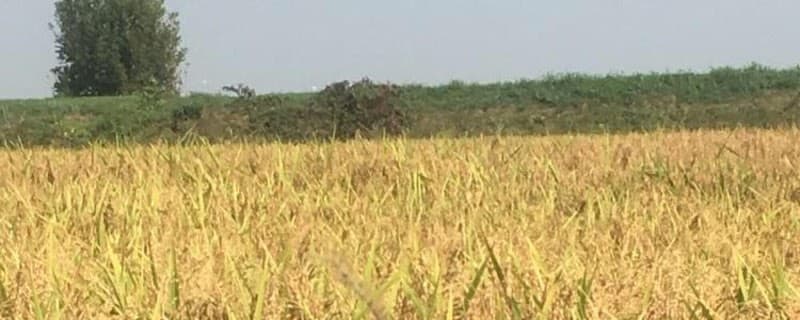 Immagine di Azienda Agricola Valsecchi Matteo a Villanterio, Lombardia