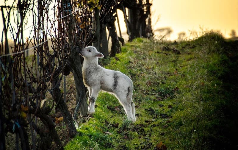 Immagine di Fattoria Bio Didattica "La Girandola" di F.lli Ciccioni a Albinia, Toscana