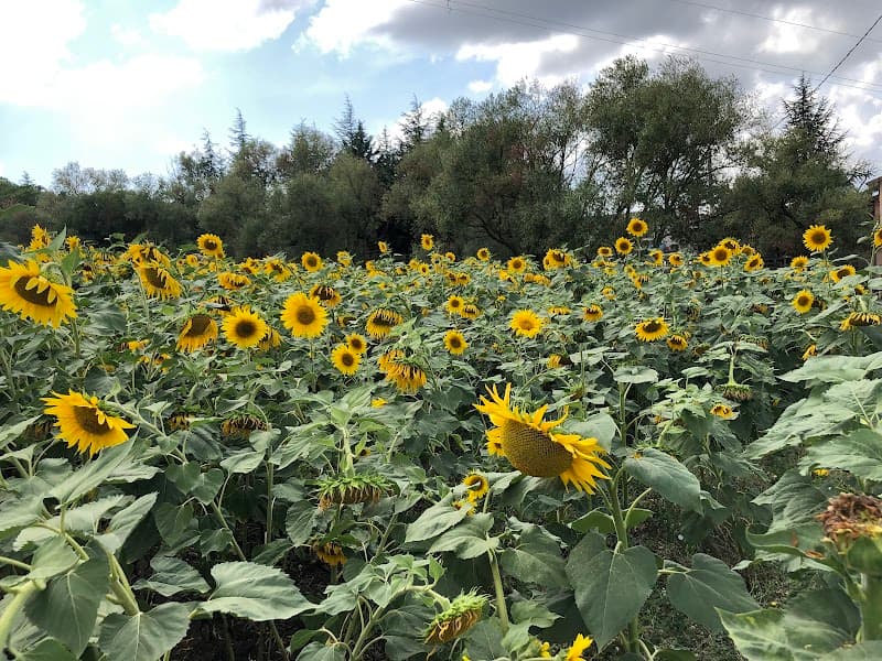 Immagine di Hope Company a Venosa, Basilicata