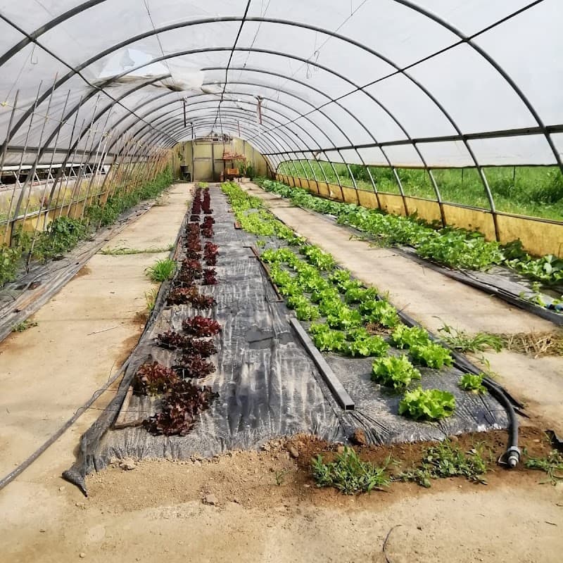 Immagine di Azienda agricola Pagani a Milano, Lombardia