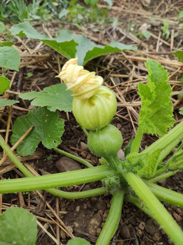 Immagine di Azienda Agricola De Agricultura a Rho, Lombardia