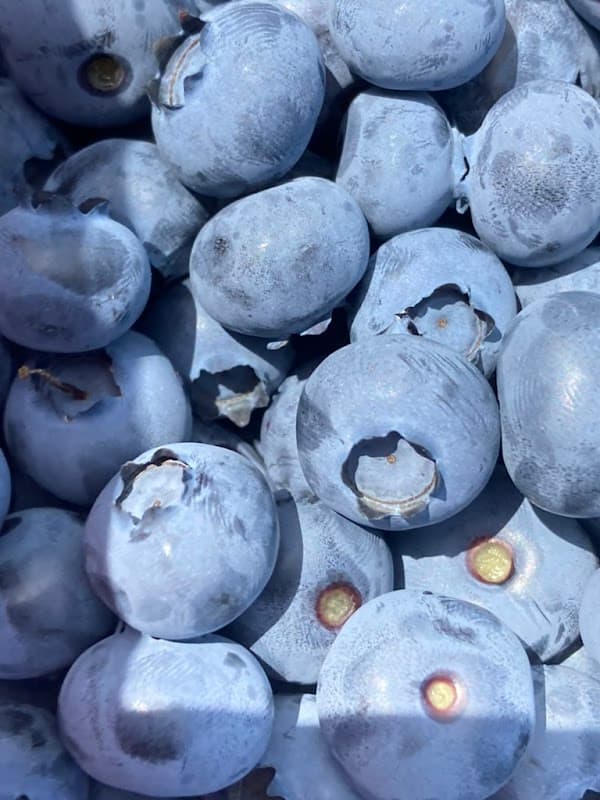 Immagine di Az. Agr. Biologica Mirtilla a Trento, Trentino-Alto Adige