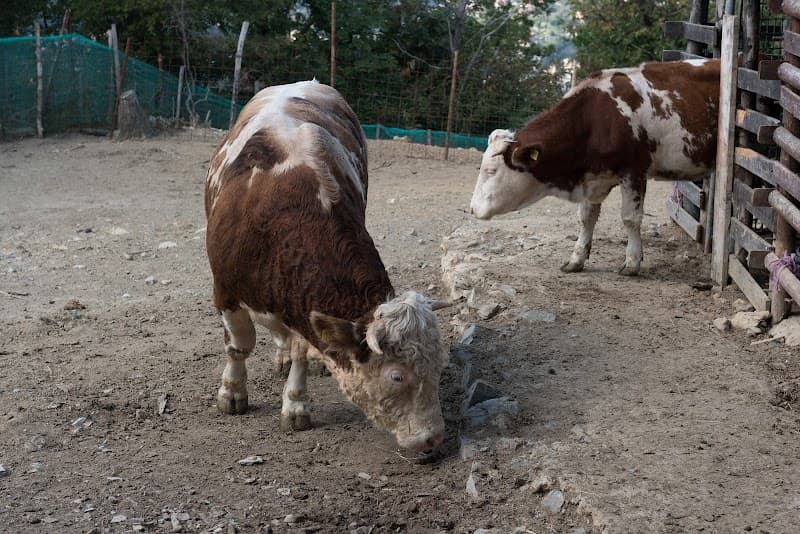 Immagine di La Vecchia Fattoria a Montelungo, Liguria