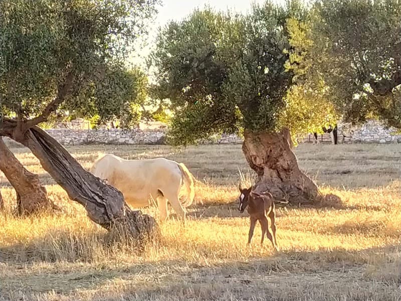 Immagine di Masseria Minoia - azienda agricola, agriostello e masseria didattica a Bari, Puglia