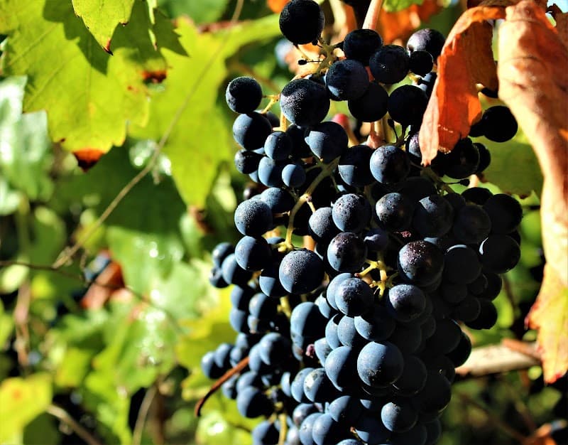 Immagine di Azienda Agricola Biologica Terre di Guidoreste a Pisa, Toscana