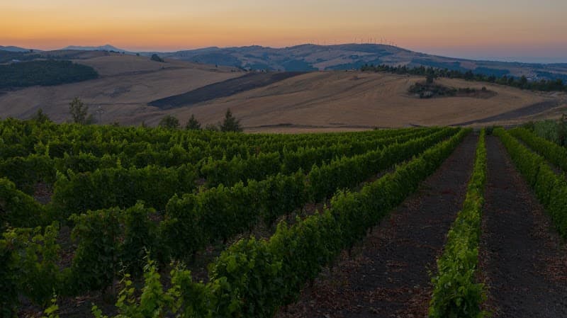 Immagine di Azienda agricola Sileo a Acerenza, Basilicata
