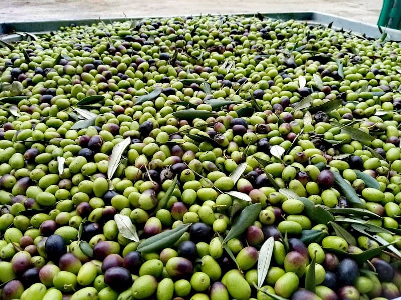 Immagine di Azienda Agricola Masella - Produzione e Vendita di Olio Extravergine di Oliva Pugliese a Peschici, Puglia