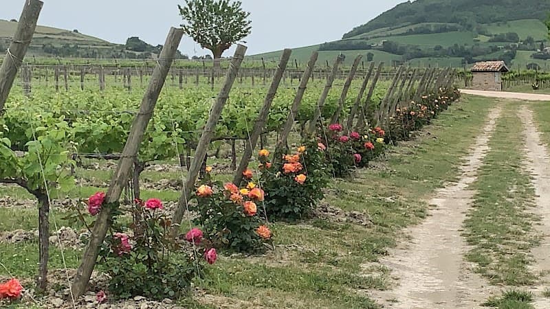 Immagine di Fattoria colmone della marca a San Severino Marche, Marche