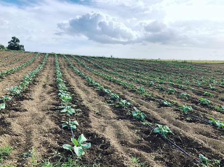 Immagine di Biologica Ortuso S.s Agricola a Roma, Lazio