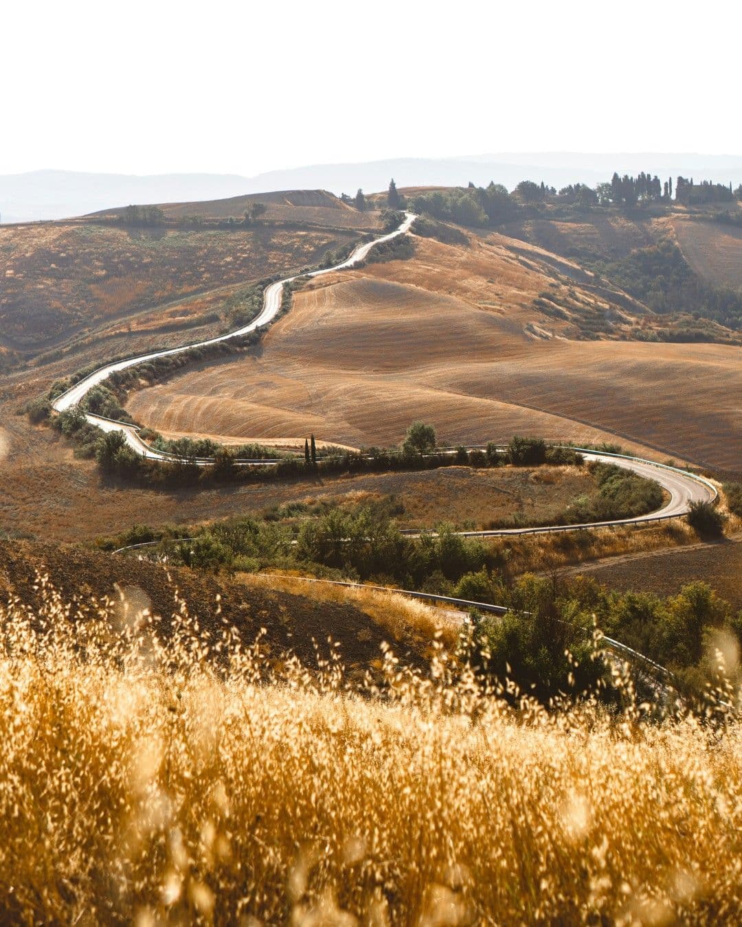 Campo agricolo biologico sostenibile