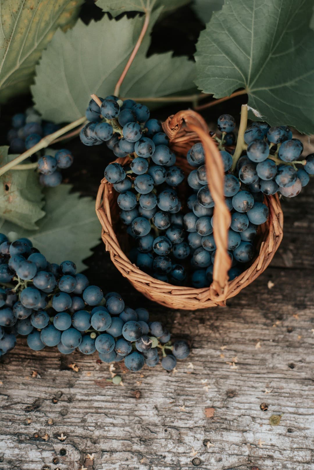 Pratiche di Agricoltura Biologica