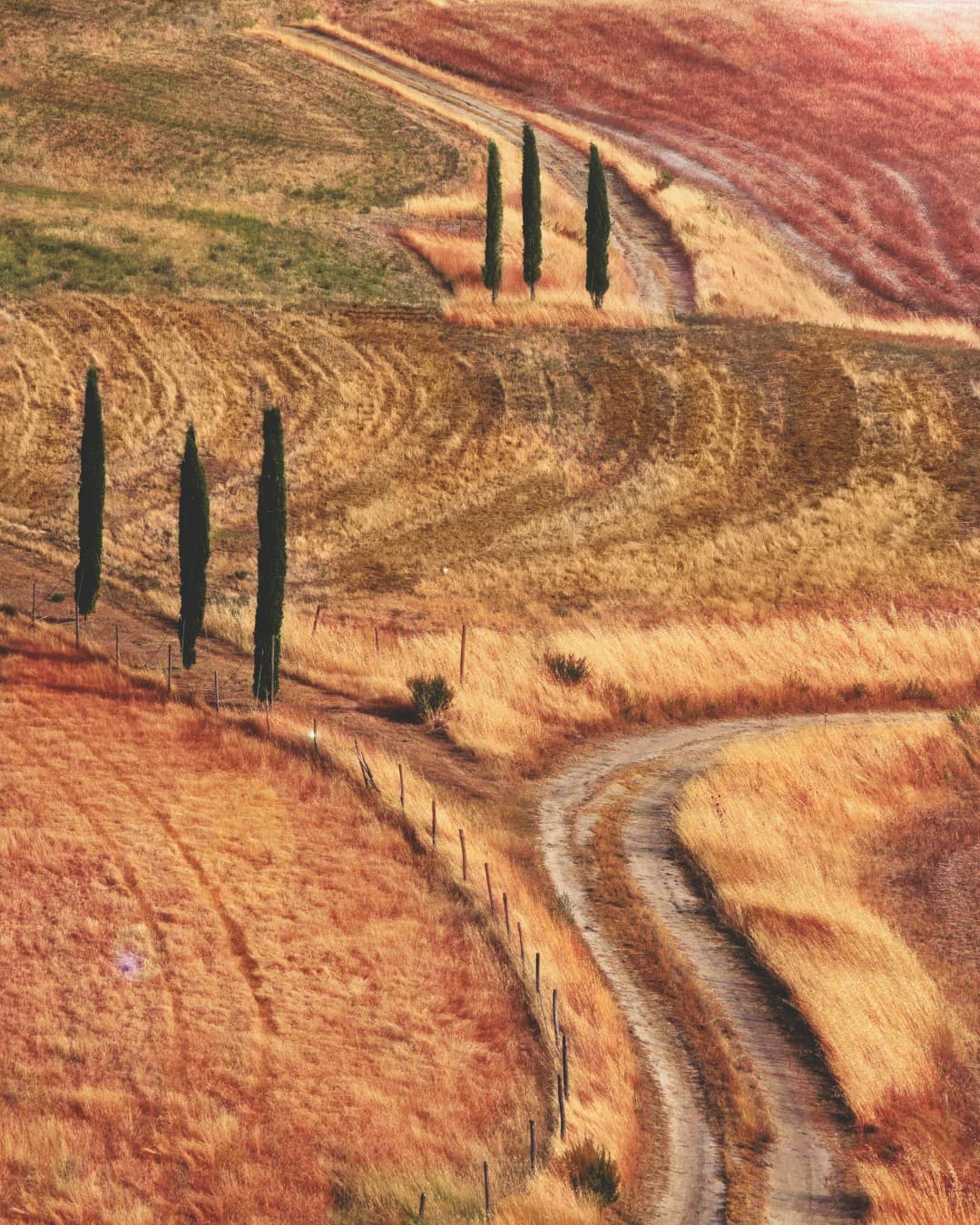 Agricoltura Biologica vs Convenzionale