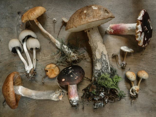 Funghi