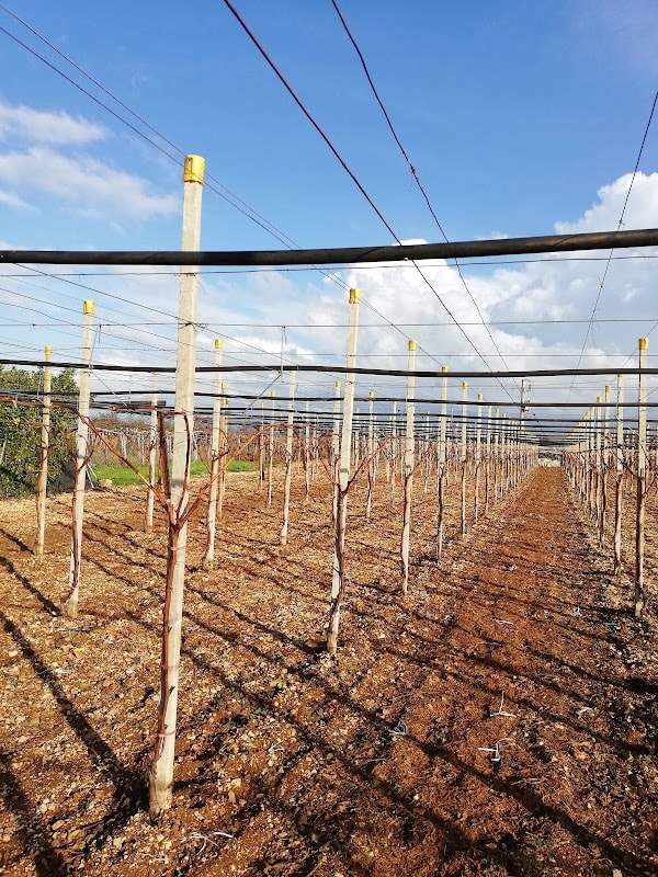 Immagine di Auxiliaria Naturae - Prodotti e servizi per l'agricoltura a Centri Commerc. Baricentro-Auchan, Puglia