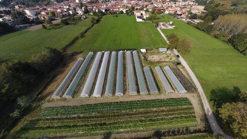 Immagine di Azienda Agricola Biologica L'orto di Carmen a Borgofranco d'Ivrea, Piemonte