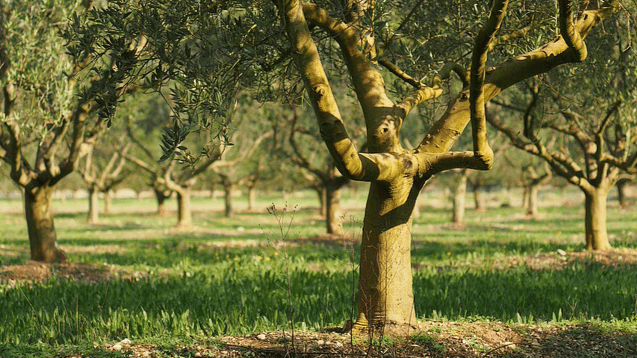 Immagine di Olio Extravergine di Oliva Biologico - Olio Civettuolo - Az. Agricola Sansonetti a Bari, Puglia