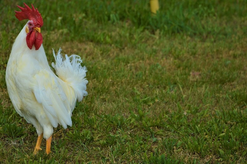 Immagine di Societa' Agricola Zanchetta F.lli a Lancenigo, Veneto