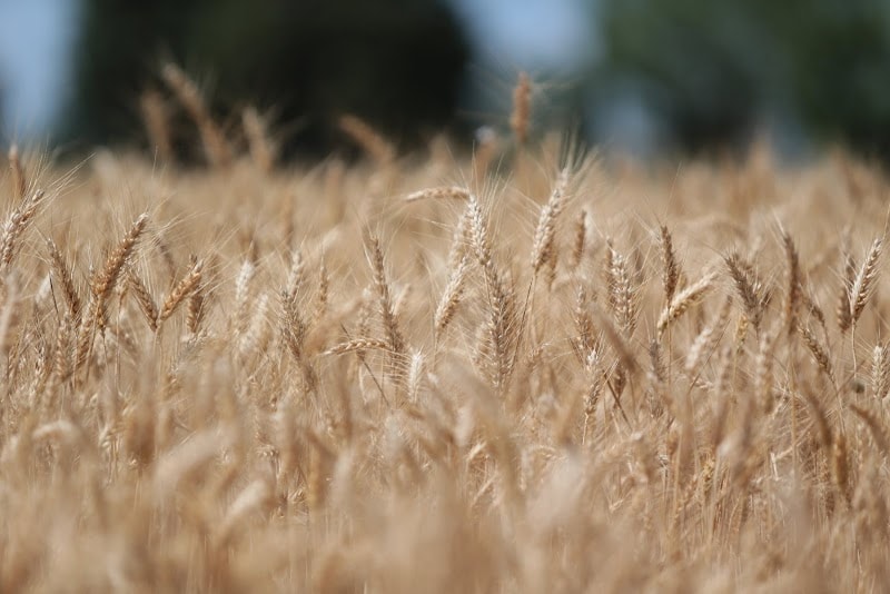 Immagine di Azienda Agraria LA CHIONA, produzione e vendita di Legumi, Cereali, Farine e Pasta. Confezionamento e Macinazione a pietra a Spello, Umbria