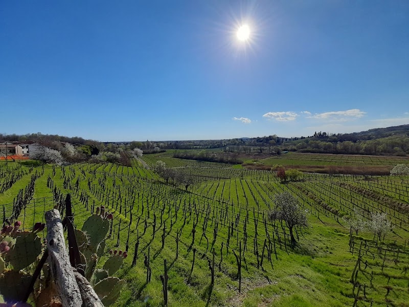 Immagine di "Azienda Agricola Budignac" di Tonut Daniele a Capriva Del Friuli, Friuli-Venezia Giulia