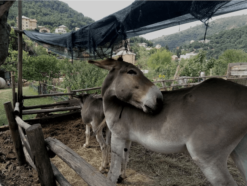 Immagine di Fattoria Didattica Il Ciliegio a Genova, Liguria