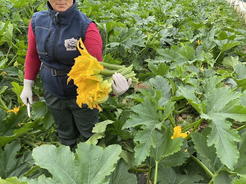 Immagine di Azienda Agricola Biologica Orto di Fabiana a Formello, Lazio