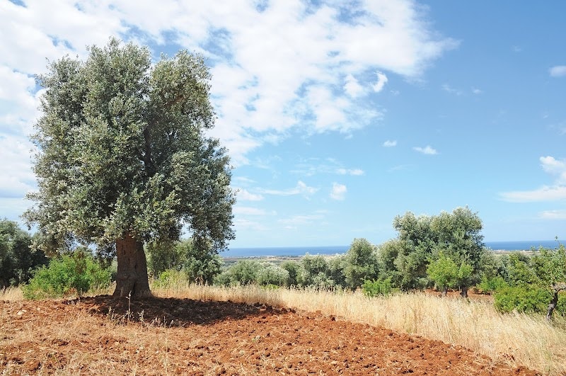 Immagine di Agricola Pietrasanta,vendita olio extravergine pugliese,passata pomodoro fiaschetto Biologica,Torre Guaceto,Carovigno,Puglia a Torre Santa Susanna, Puglia