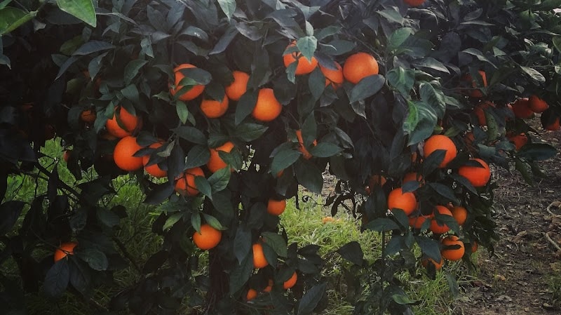 Immagine di Arance di Sicilia in vendita online ArSicula a Siracusa, Sicilia