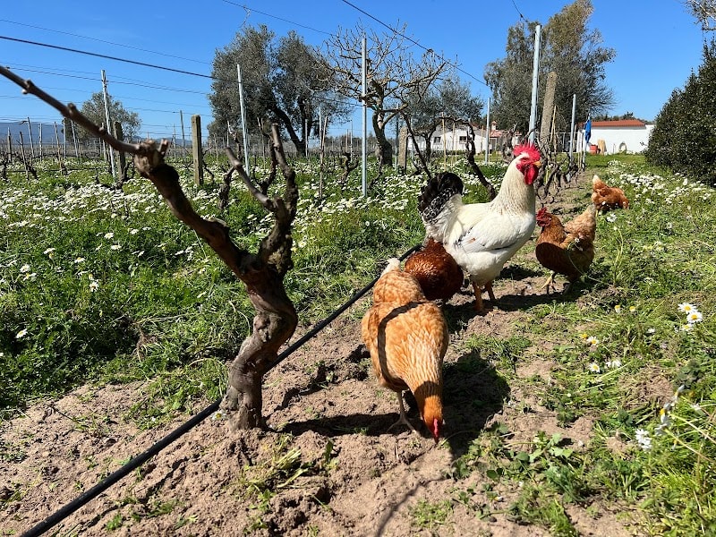 Immagine di Sa Contissa azienda agricola - Olio d'Oliva extra vergine e Vino a Terralba, Sardegna