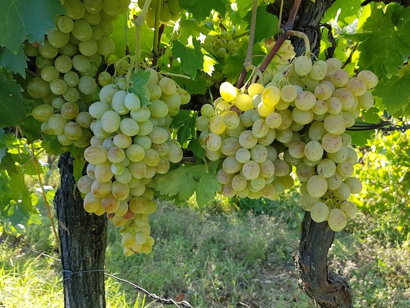 Immagine di Azienda Agricola Podere L'Uccellare a San Casciano in Val di Pesa, Toscana