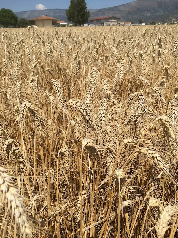 Immagine di Azienda Agricola Subiaco a Sonnino, Lazio