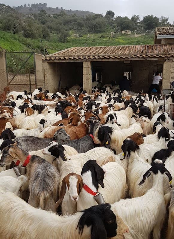 Azienda Agricola Biologica Luca Cammarata