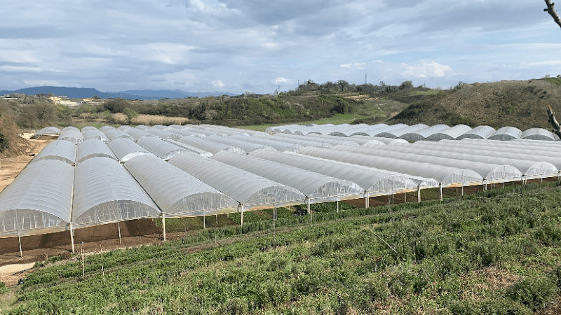 I Ragazzi Della Verdura