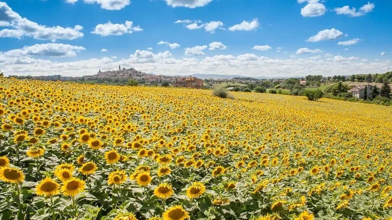 Immagine di Azienda Agricola Biologica Mancini di Mancini Paolo a Macerata, Marche