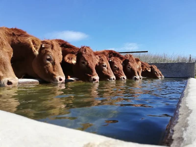 Immagine di AGRICOLA MAROSA BARNA a Marineo, Sicilia