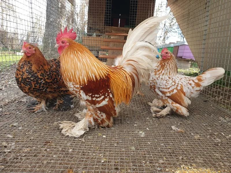 Azienda Agricola La Vannini - Miele artigianale - Fattoria didattica - Prato