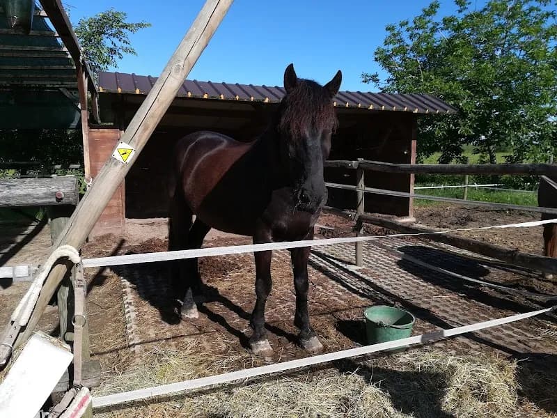 Immagine di Azienda Agricola Il Tralcio a Sabbione, Emilia-Romagna
