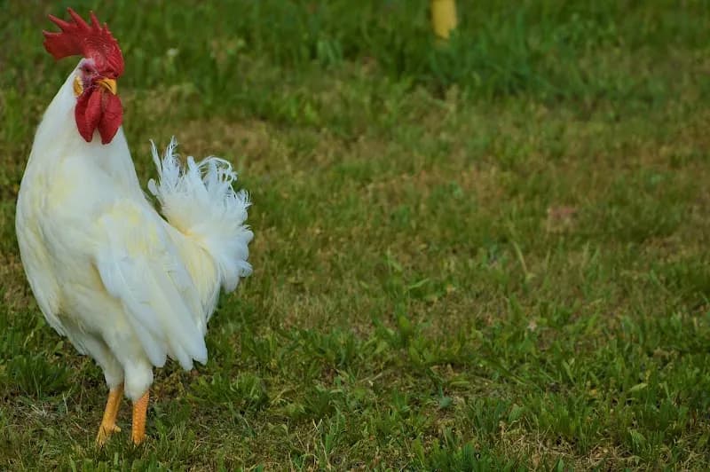 Immagine di Societa' Agricola Zanchetta F.lli a Lancenigo, Veneto