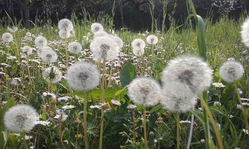 Immagine di Azienda Agricola Lu Cavalire a Pineto, Abruzzo