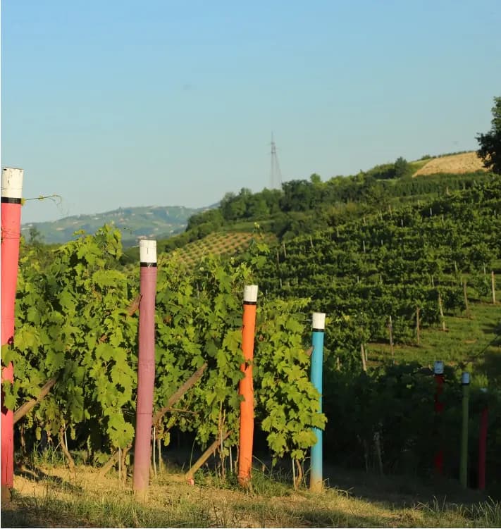 Immagine di Azienda Agricola Bosco Giovanna a Priocca, Piemonte