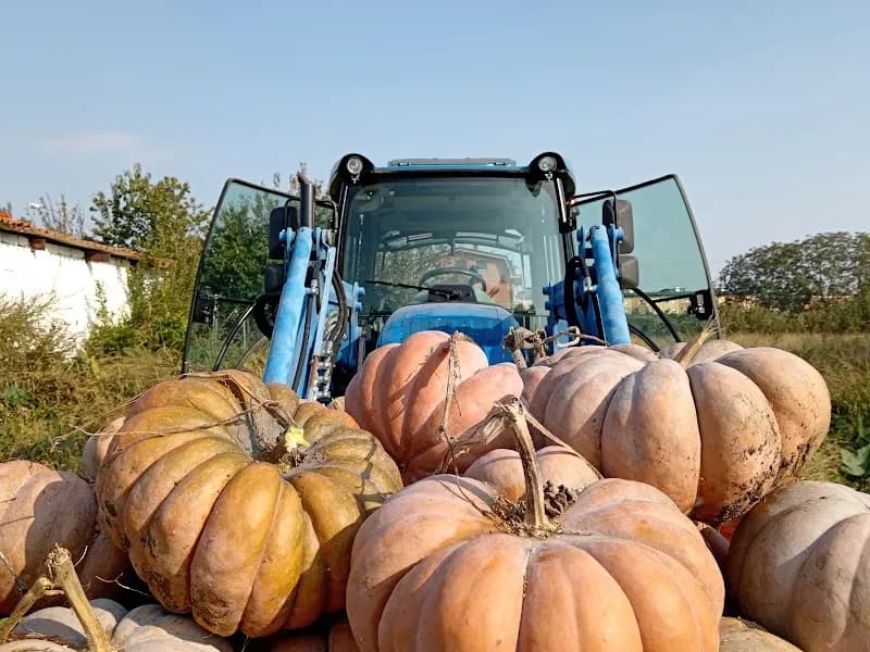 Immagine di Azienda Agricola di Stella Pierpaolo | Vendita Diretta Frutta e Verdura a Torino, Piemonte