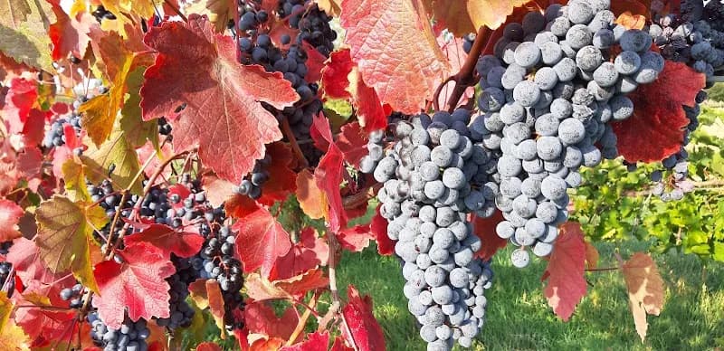 Immagine di Azienda Agricola Gorni a Castelfranco Emilia, Emilia-Romagna